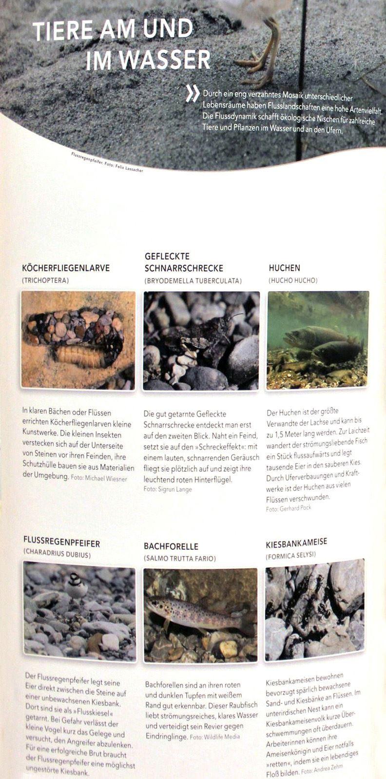DAV-Wanderausstellung gerade.wild.Alpenflüsse 2019